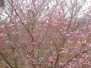 japanesefloweringcheerytree.jpg