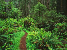 redwoodnationalparkcalifornia.jpg
